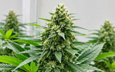 PK 13-14 for flowering plants: healthy flowering plant with dense buds in daylight