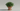 Autoflower nutrients: healthy green autoflowering plant in a pot in soft daylight