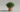 Autoflower nutrients: healthy green autoflowering plant in a pot in soft daylight