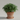 Autoflower nutrients: healthy green autoflowering plant in a pot in soft daylight