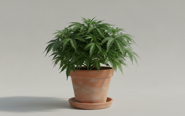 Autoflower nutrients: healthy green autoflowering plant in a pot in soft daylight