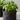 Vegan fertilizer guide: healthy green plants in fabric pots with a measuring jug of water on a neutral background