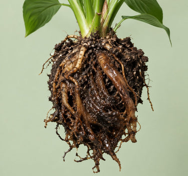 Root Rot Recovery Pack