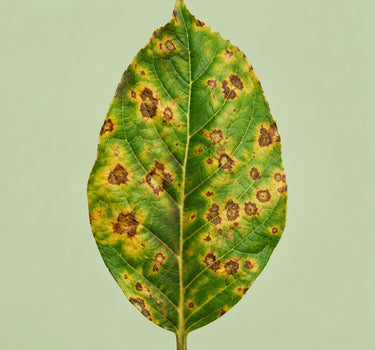 Cal-Mag Deficiency Pack