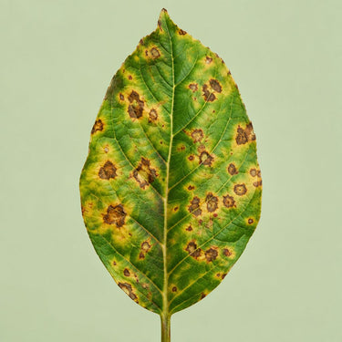 Cal-Mag Deficiency Pack