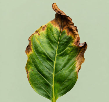 Nutrient Burn Recovery Pack