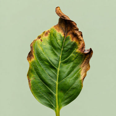 Nutrient Burn Recovery Pack