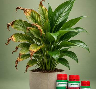 Nutrient Burn Recovery Pack