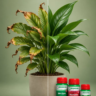 Nutrient Burn Recovery Pack