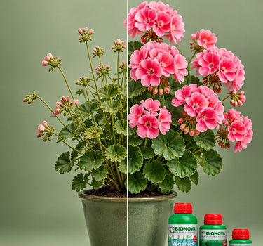 Bloom Booster Pack