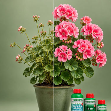 Bloom Booster Pack