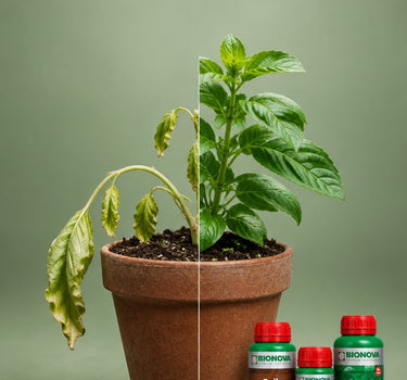 Beginner Grow Pack