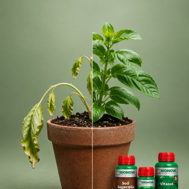 Beginner Grow Pack