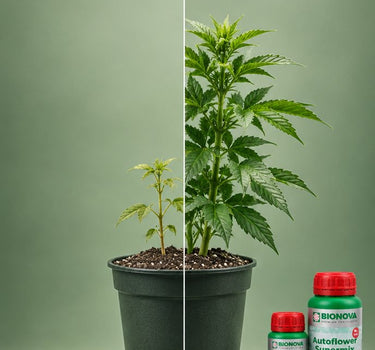 Autoflower Nutrient Pack