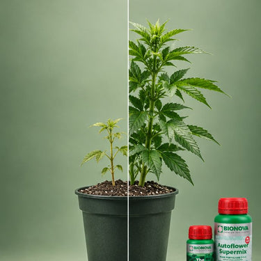 Autoflower Nutrient Pack