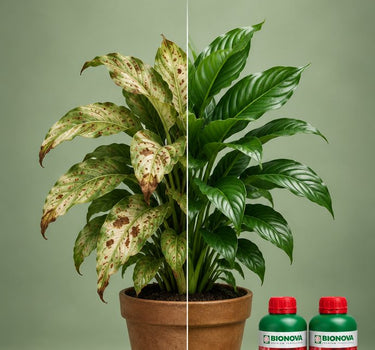 Cal-Mag Deficiency Pack