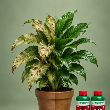 Cal-Mag Deficiency Pack